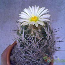 Una foto de Coryphantha echinus