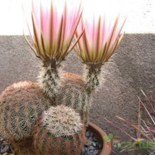 A photo of Echinocereus pseudopectinatus