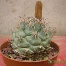 Una foto de Coryphantha difficilis