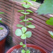 A photo of Portulacaria afra