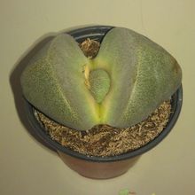 A photo of Pleiospilos nelii