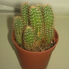 Una foto de Echinopsis spachiana