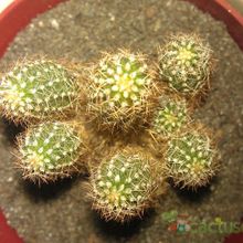 Una foto de Echinopsis spachiana
