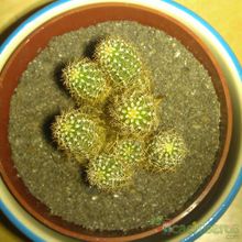 Una foto de Echinopsis spachiana