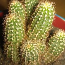 Una foto de Echinopsis spachiana