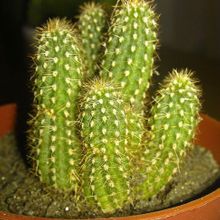 Una foto de Echinopsis spachiana