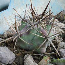 Una foto de Echinocactus platyacanthus