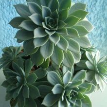 A photo of Echeveria secunda