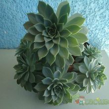 A photo of Echeveria secunda