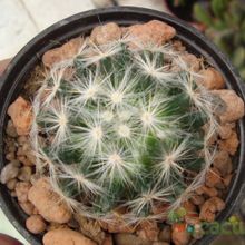 Una foto de Mammillaria baumii