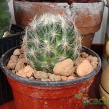 Una foto de Mammillaria baumii