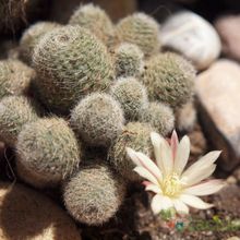Una foto de Rebutia heliosa x pulvinosa cv. sunrise (HIBRIDO)