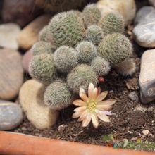 Una foto de Rebutia heliosa x pulvinosa cv. sunrise (HIBRIDO)