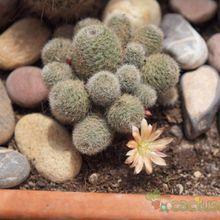 Una foto de Rebutia heliosa x pulvinosa cv. sunrise (HIBRIDO)
