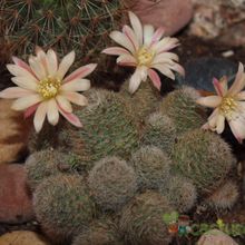 Una foto de Rebutia heliosa x pulvinosa cv. sunrise (HIBRIDO)