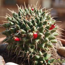 Una foto de Mammillaria compressa ssp centralifera