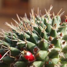 Una foto de Mammillaria compressa ssp centralifera