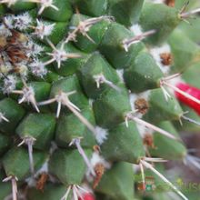 Una foto de Mammillaria compressa ssp centralifera