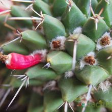 Una foto de Mammillaria compressa ssp centralifera