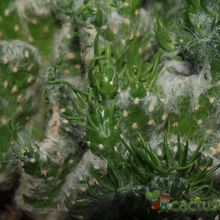 Una foto de Austrocylindropuntia vestita fma. crestada