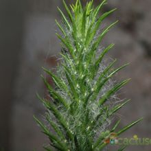 Una foto de Austrocylindropuntia vestita fma. crestada