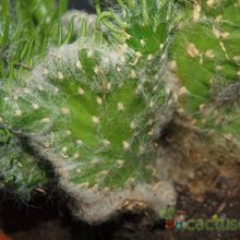 Una foto de Austrocylindropuntia vestita fma. crestada