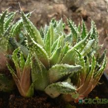 A photo of Haworthia reticulata var. reticulata