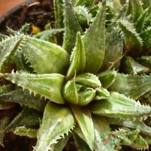 A photo of Haworthia reticulata var. reticulata