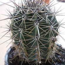 A photo of Carnegiea gigantea