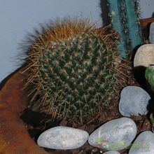 A photo of Mammillaria rekoi