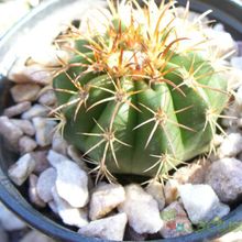 A photo of Melocactus lemairei