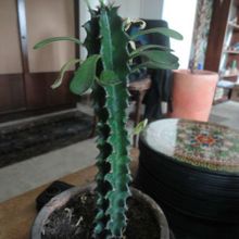 A photo of Euphorbia undulatifolia