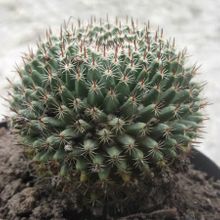 A photo of Mammillaria pseudocrucigera