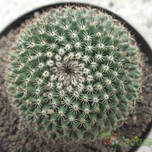 A photo of Mammillaria pseudocrucigera