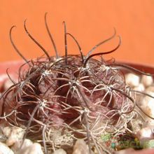 A photo of Echinopsis ferox cv. twist