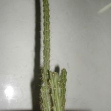 A photo of Cereus brookii