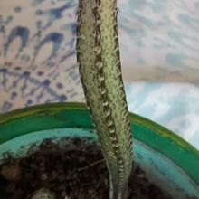 A photo of Cereus spegazzinii