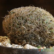 A photo of Coryphantha retusa fma. crestata