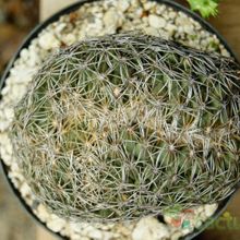 A photo of Coryphantha retusa fma. crestata