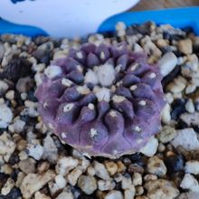 Photo of a cactus currently being identified