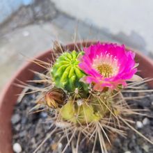 Photo of a cactus currently being identified