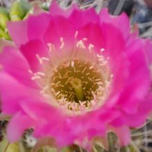 Photo of a cactus currently being identified