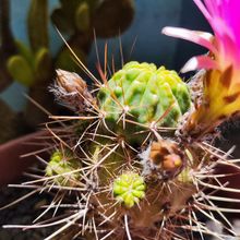 Photo of a cactus currently being identified