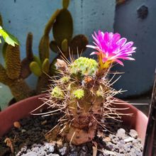 Photo of a cactus currently being identified