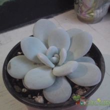 A photo of Echeveria laui