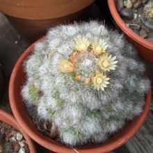 Una foto de Mammillaria bocasana ssp. bocasana