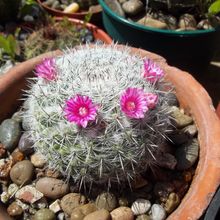 A photo of Mammillaria hahniana ssp. bravoae
