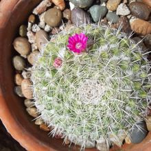 A photo of Mammillaria hahniana ssp. bravoae
