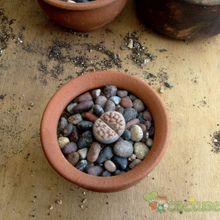 Una foto de Lithops julii ssp. julii