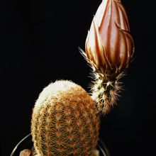Echinocereus pectinatus